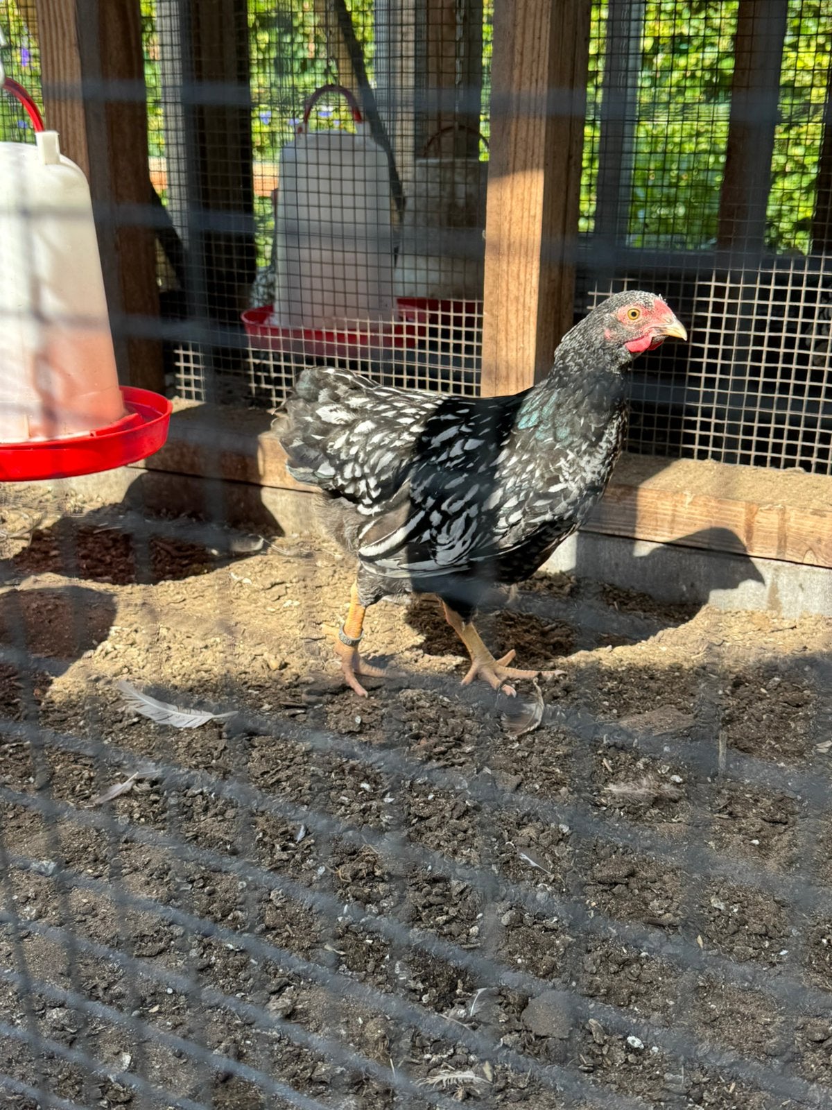 Te koop wyandotte Kriel haan zilverzwart gezoomd, Dieren en Toebehoren, Pluimvee, Mannelijk, Kip