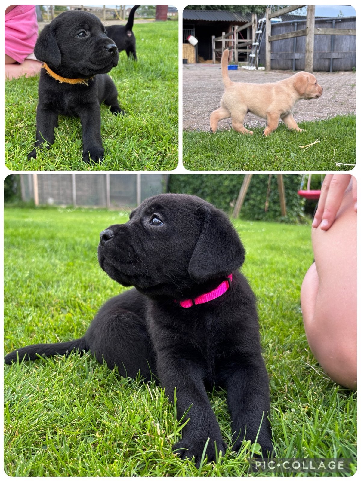 Prachtige labrador pups !!, 8 tot 15 weken, Labrador retriever, Parvo, Meerdere