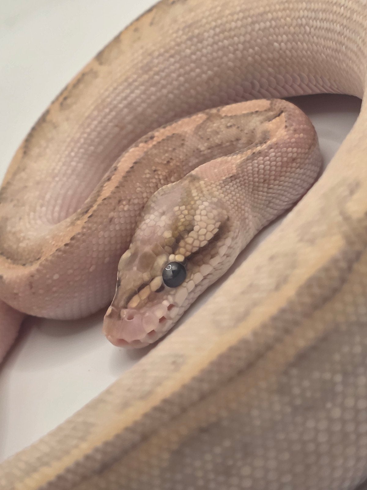 Ballpython- koningspython- python regius, Slang, Tam, 0 tot 2 jaar