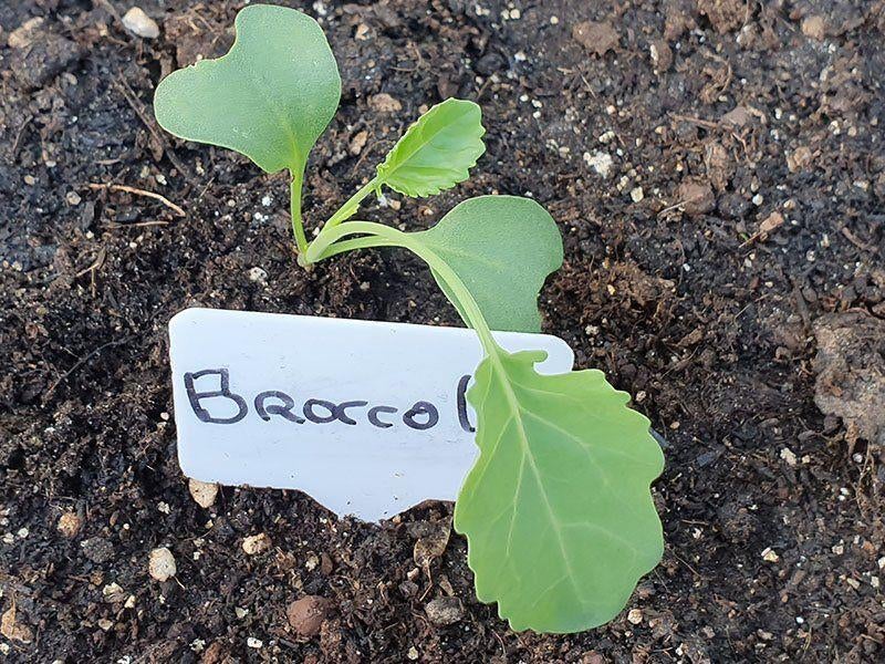 Broccoli planten te koop, Tuin en Terras, Ophalen, Eenjarig, Groenteplanten, Volle zon