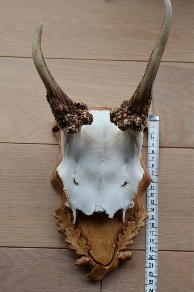Hertengewei op houten schild, Verzamelen, Dierenverzamelingen, Ophalen of Verzenden, Gebruikt, Hert, Gewei of Kop