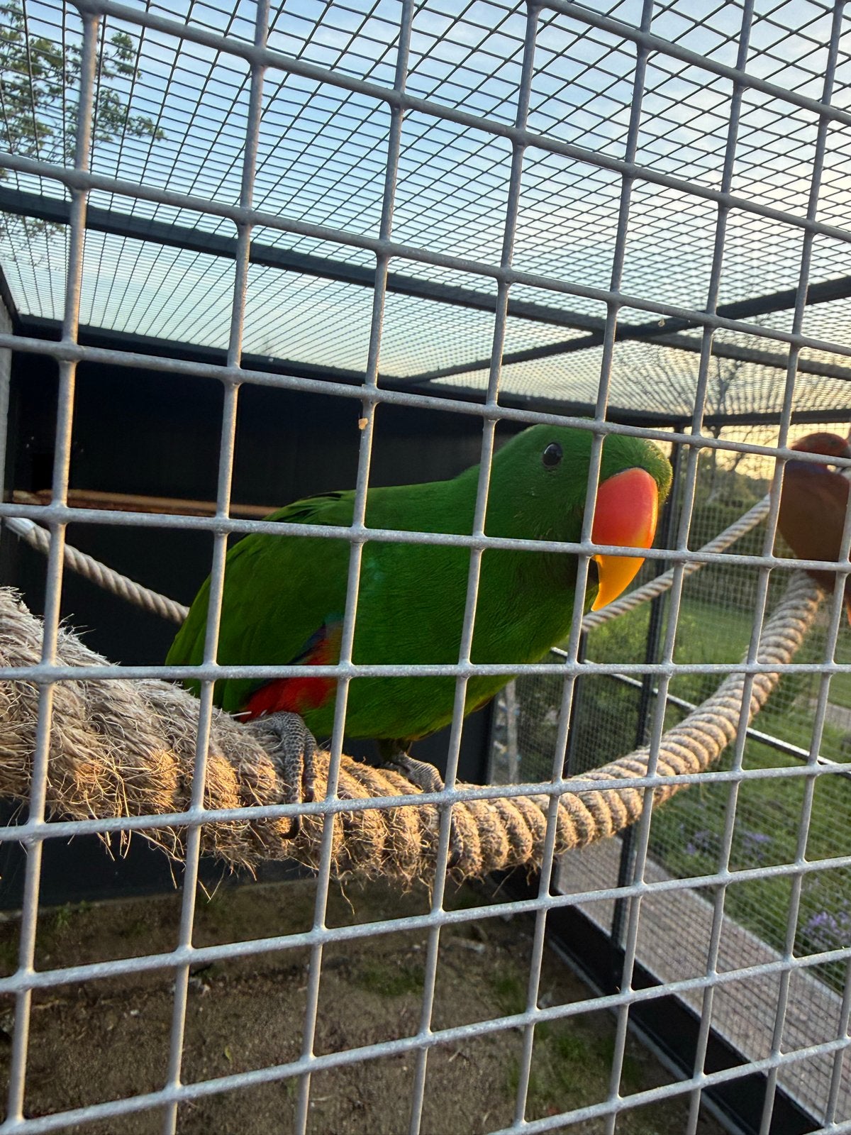 Kopelje Edelpapegaai, Dieren en Toebehoren, Vogels | Overige Vogels, Meerdere dieren