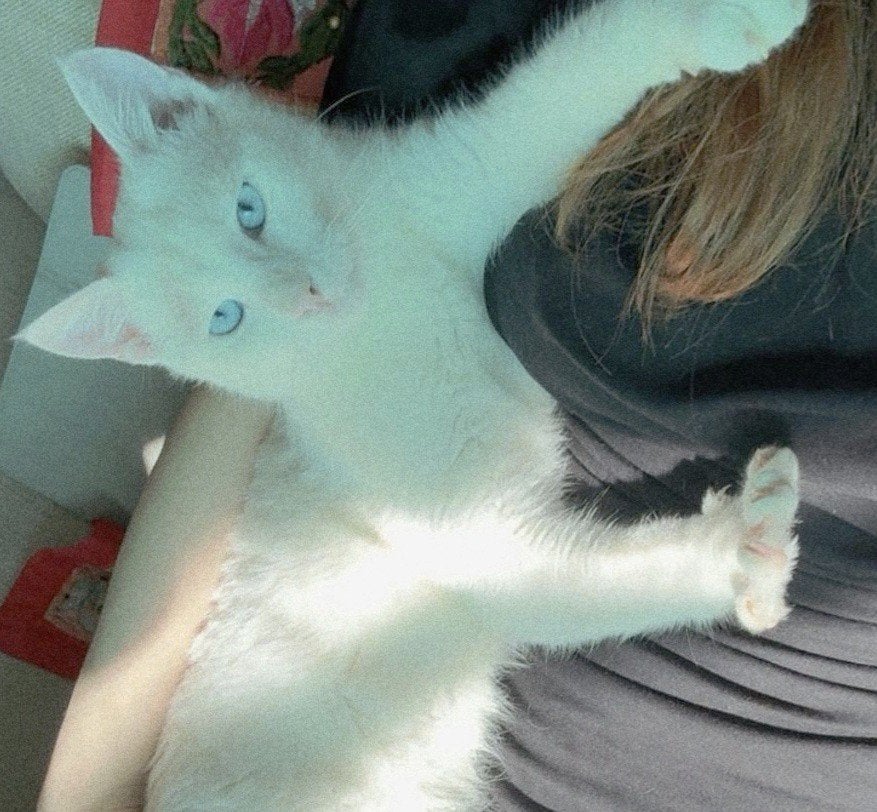 Zeer lief bijna doof kittenjong, gecastr/ingeent/chip/7 mnd., Dieren en Toebehoren, Katten en Kittens | Overige Katten, Kater