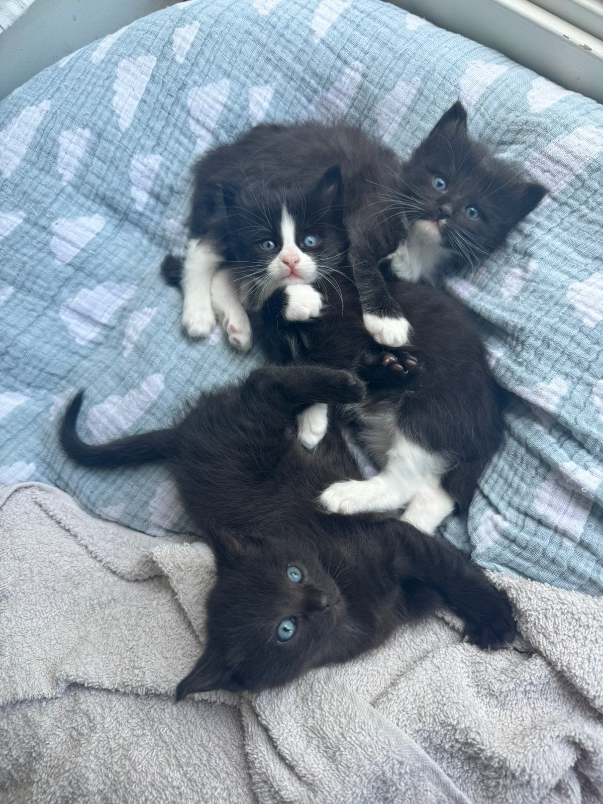 ** 3 Siamese/ Ragdoll kittens **, Dieren en Toebehoren, Meerdere dieren, Gechipt, 0 tot 2 jaar