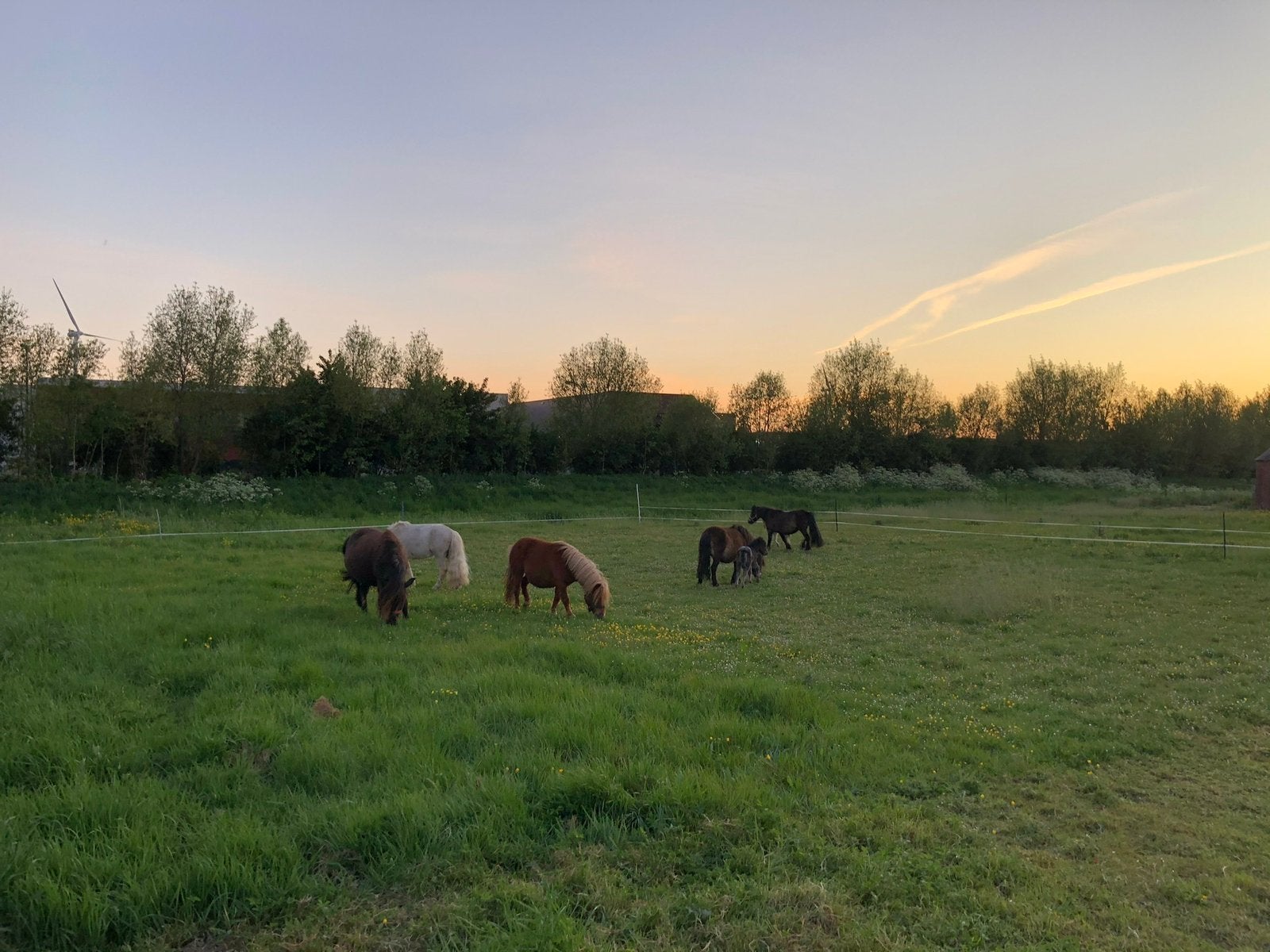 Gezocht shetlanders, Dieren en Toebehoren, Pony's, Meerdere dieren, A pony (tot 1.17m), Recreatiepony
