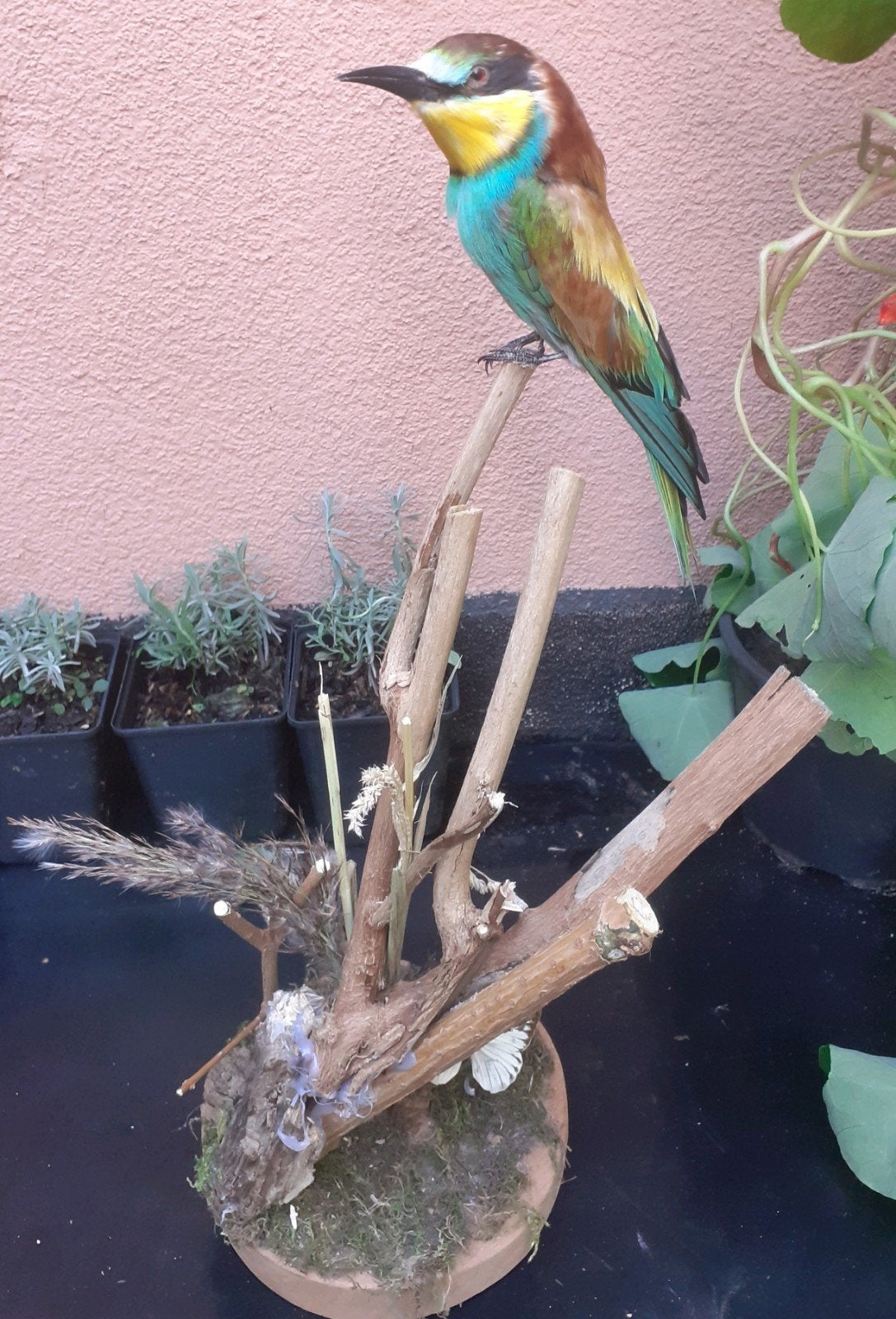 Opgezette Europese Bijeneter (Merops apiaster) Taxidermie, Ophalen of Verzenden, Nieuw, Vogel, Opgezet dier