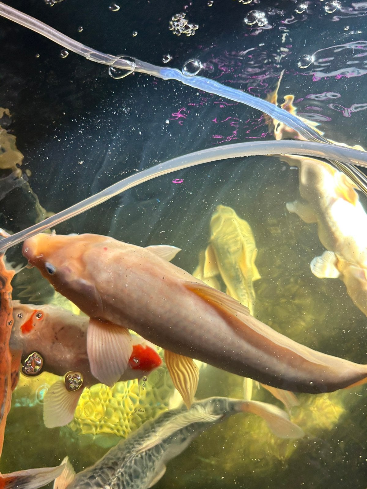 Mooie gezonde koi 35-40cm, Karper of Koi