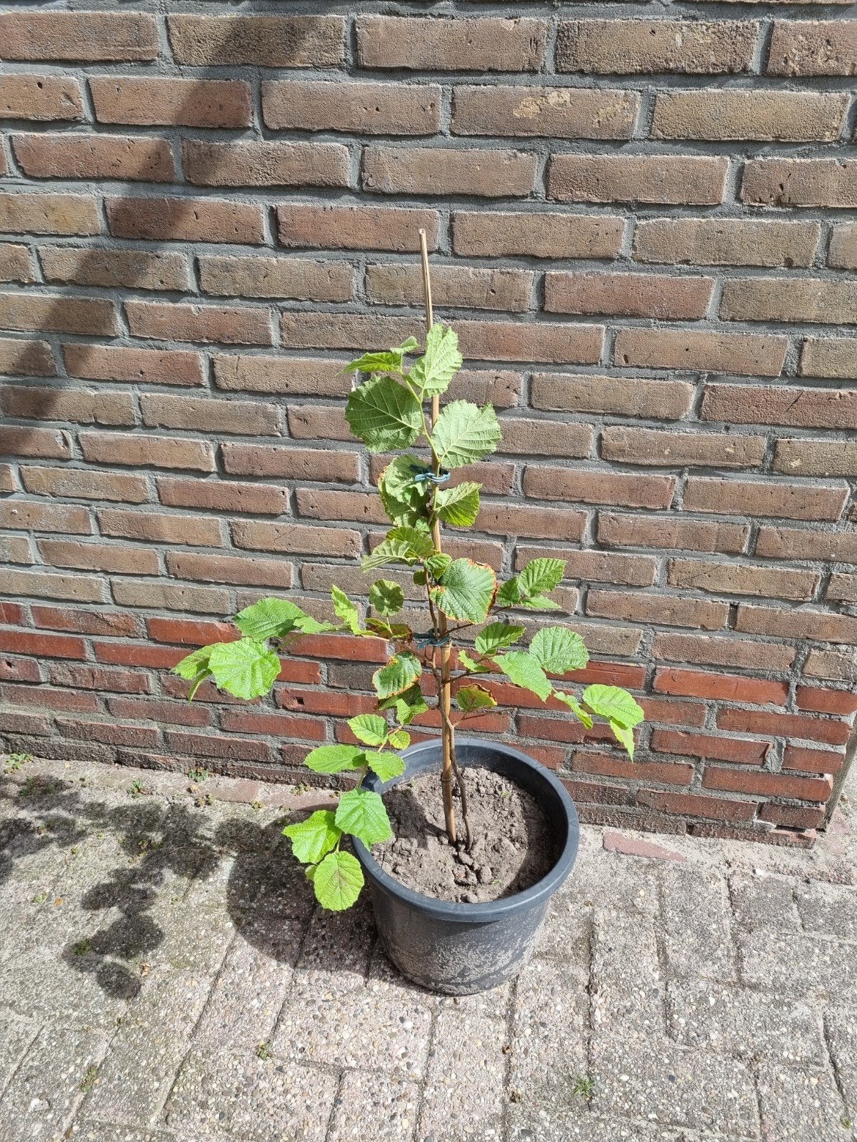 Kronkelhazelaar in pot, Ophalen, Overige soorten, Minder dan 100 cm