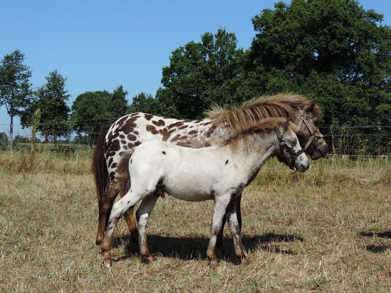 Shetlanders te koop, Dieren en Toebehoren, Merrie, A pony (tot 1.17m), Gechipt, 0 tot 2 jaar