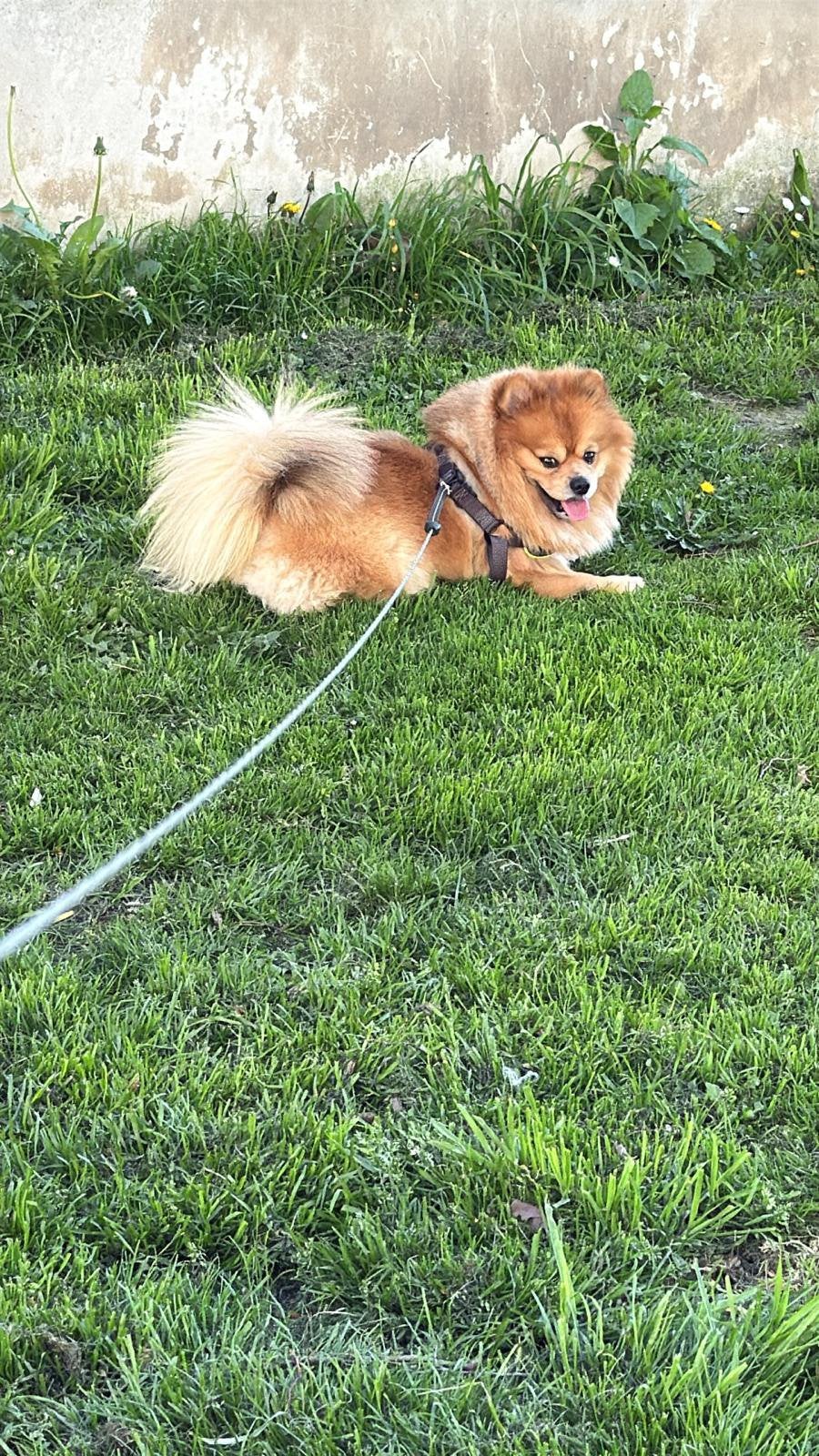 Pomeriaan reu zoekt teefje voor dekking ️, Dieren en Toebehoren, Honden | Niet-rashonden, Reu, 1 tot 2 jaar, Parvo, Eén hond