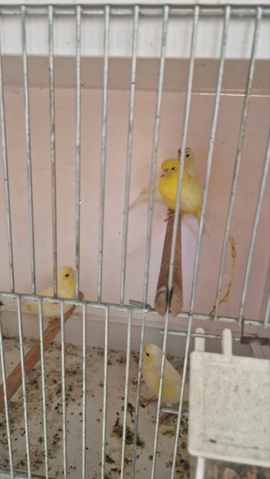 kanaries bonte en gele, Dieren en Toebehoren, Geslacht onbekend, Kleurkanarie