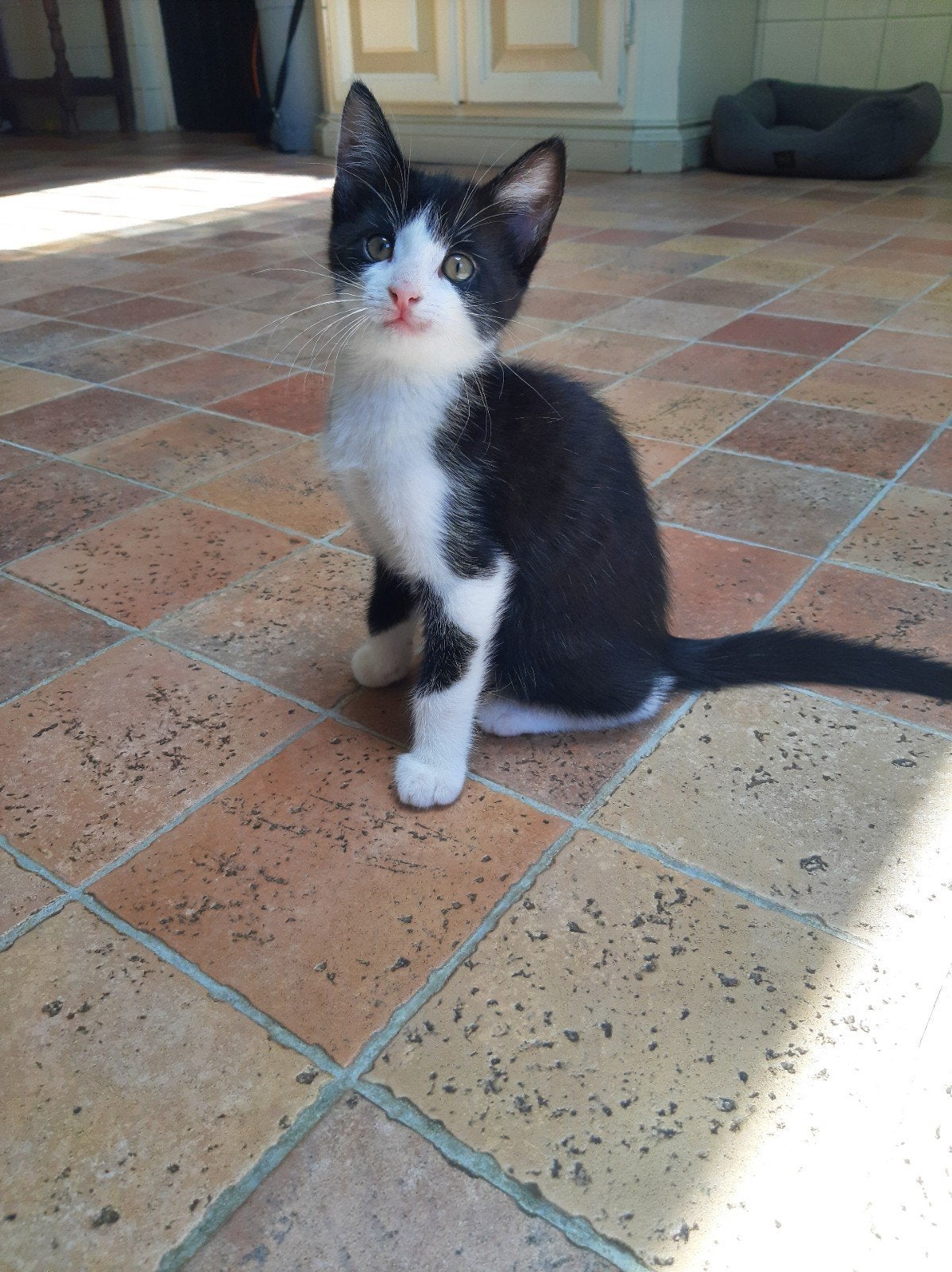🐾Lieve speelse kitten zwart-wit🐾, Meerdere dieren
