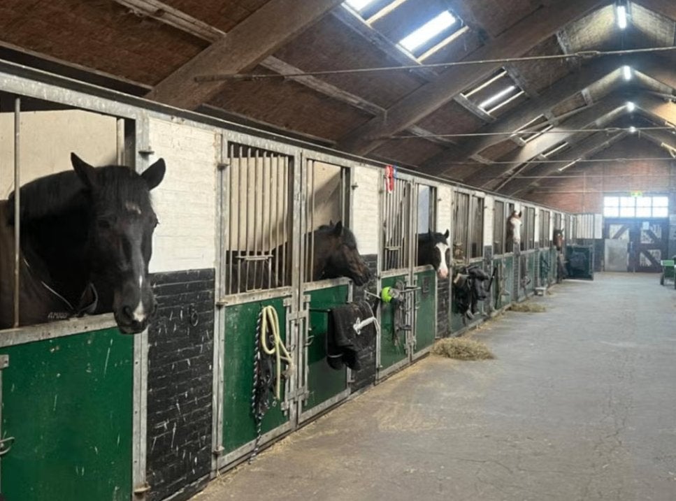 Stalling vrij bij Manege de Dollard Winschoten, Stalling, 4 paarden of pony's of meer