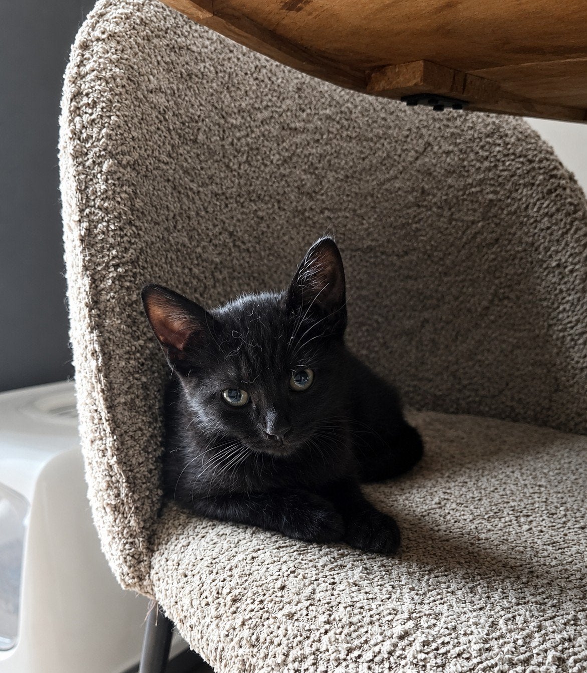 1 kitten  beschikbaar mag direct mee, Dieren en Toebehoren, Katten en Kittens | Overige Katten, Meerdere dieren, Kortharig, 0 tot 2 jaar