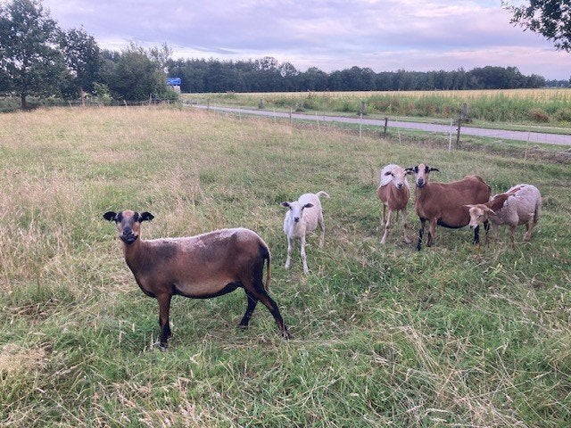 3 ooien en 2 rammen te koop, Meerdere dieren, Schaap