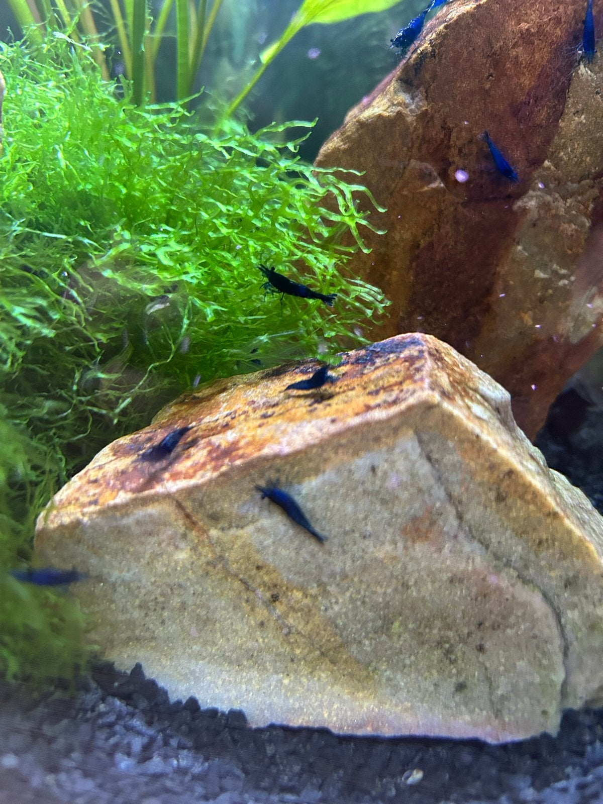 Blauwe garnalen, Dieren en Toebehoren, Vissen | Aquariumvissen, Kreeft, Krab of Garnaal