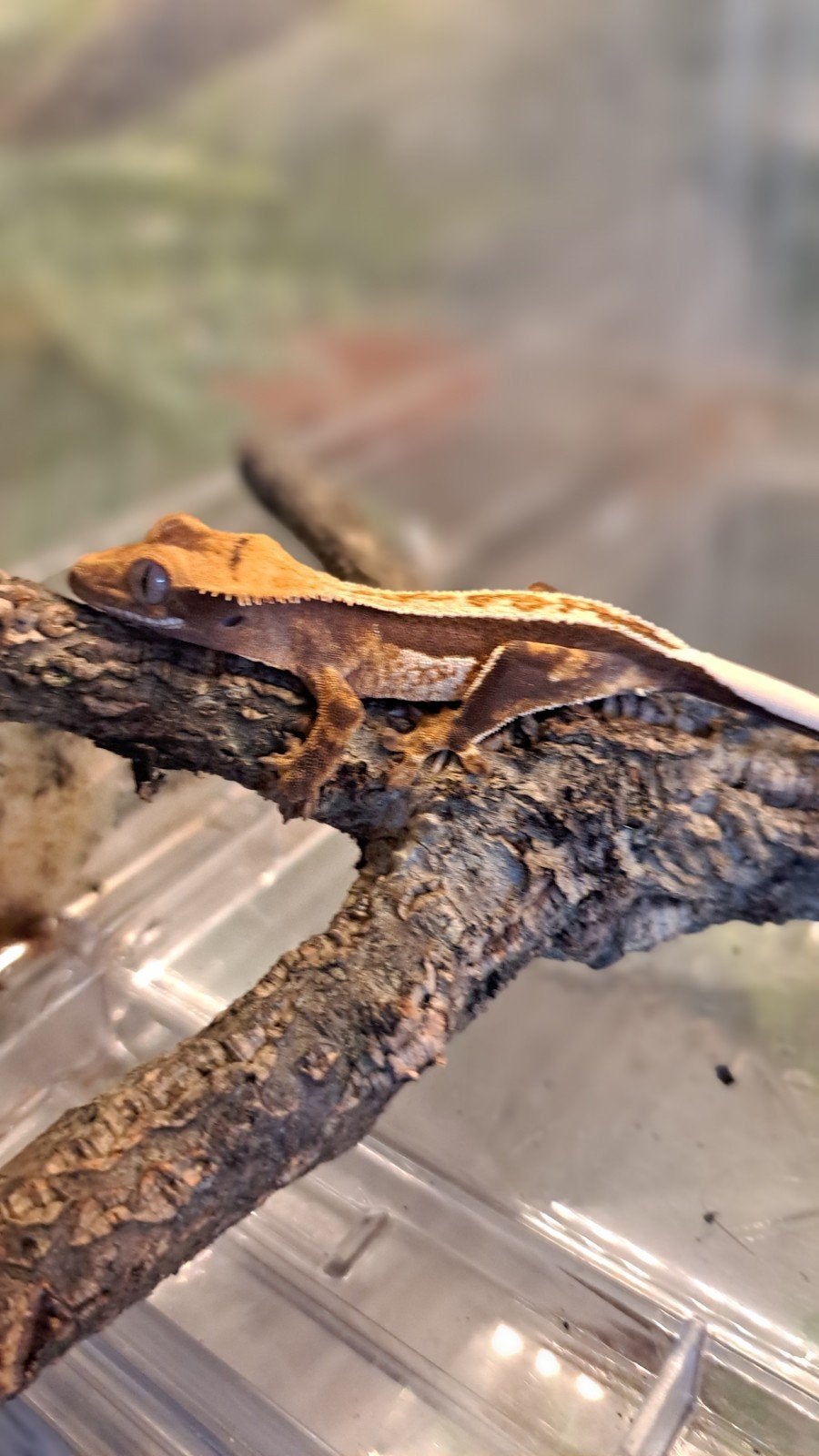 Wimpergekko vrouw, Tricolor full pinstripe. Proven Crested Gecko photo 4