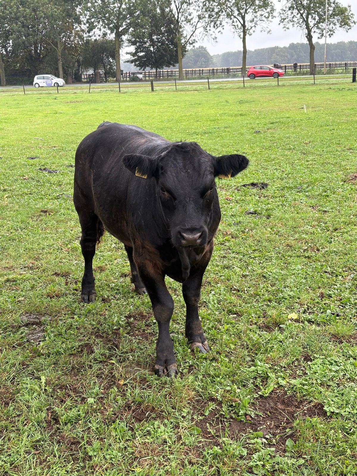 Black angus stier, Mannelijk