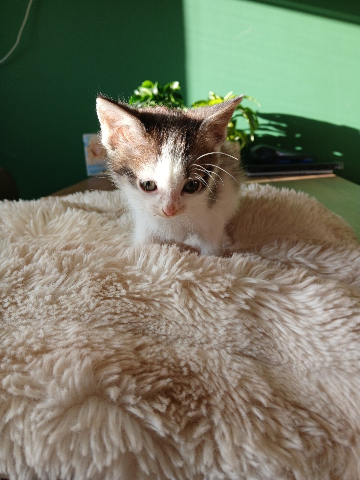 mooi kittens, Meerdere dieren, 0 tot 2 jaar