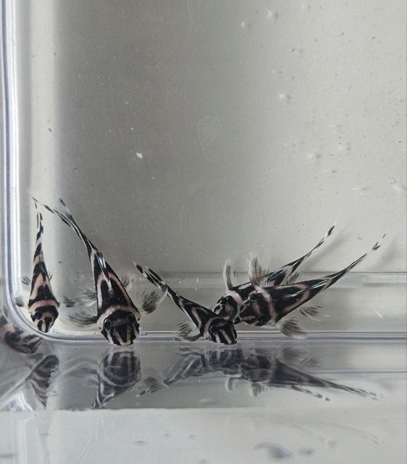 L46 zebra pleco, Dieren en Toebehoren, Insecten en Spinnen