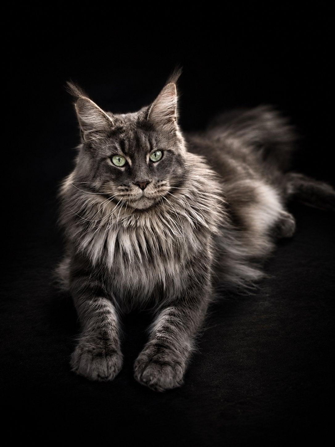 Russische maine coon dekkater (niet te koop), Kater, Langharig, 3 tot 5 jaar