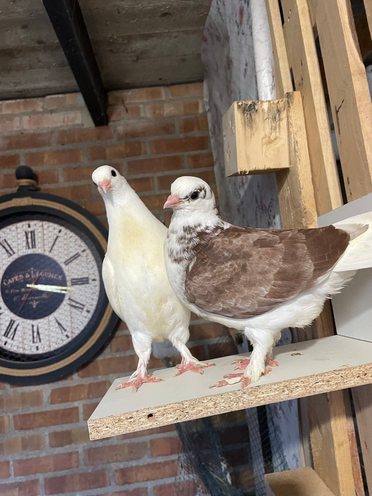Jonge duiven, Meerdere dieren, Kropper