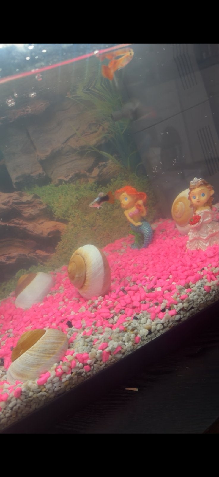 Aquarium met visjes, Dieren en Toebehoren, Ophalen