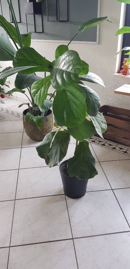 Kamerplant / Tabaksplant 120 cm te koop, Ophalen, 100 tot 150 cm, Overige soorten, Halfschaduw