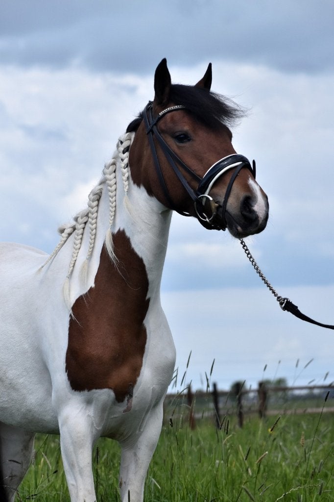 Een talentje in de dop, Dieren en Toebehoren, Pony's, Merrie, B, Dressuurpony, 3 tot 6 jaar