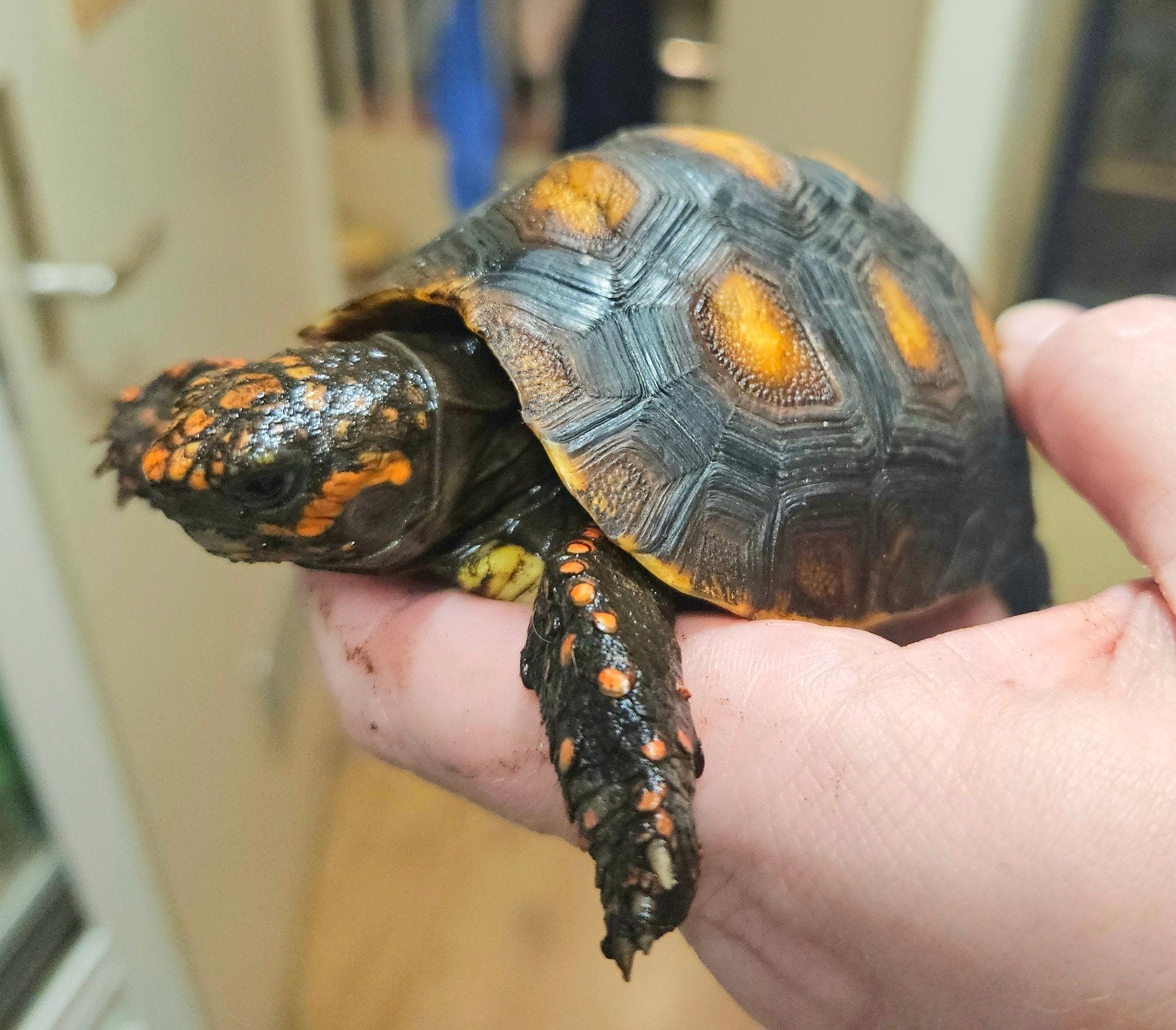 Kolenbranderschildpad – Chelonoidis carbonarius – nk 2025 Tortoise photo 9