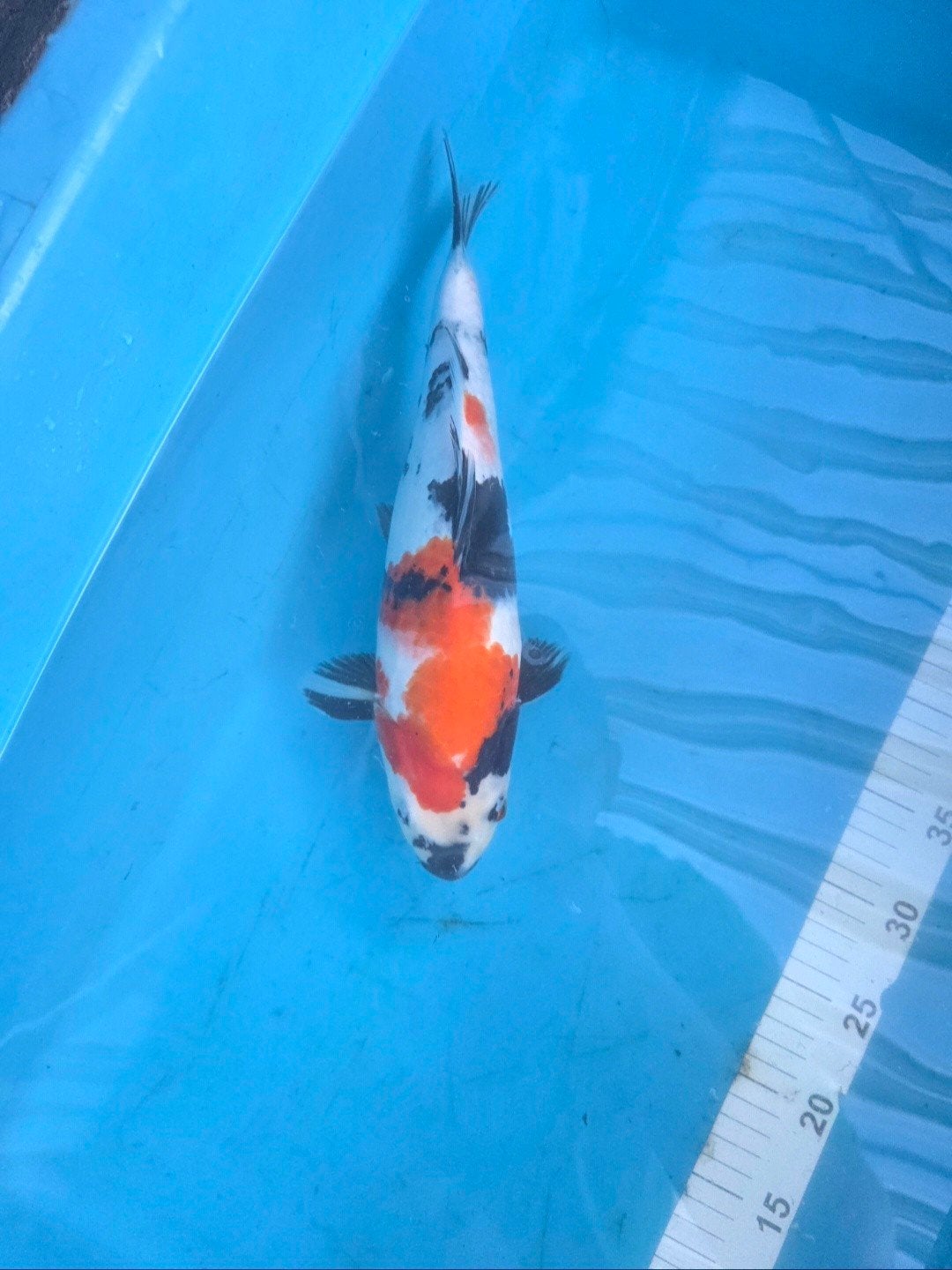 Koi Showa 35cm, Dieren en Toebehoren, Vis