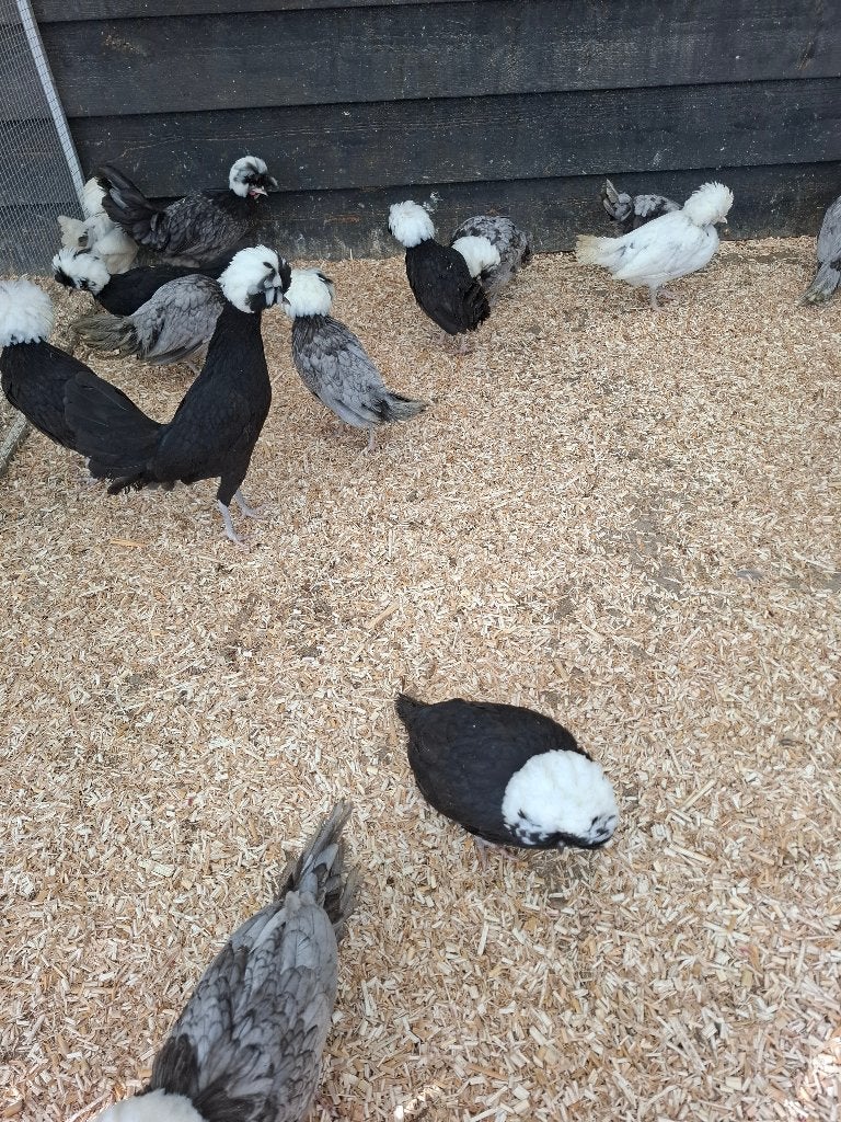 Hollands kuifhoen, zwart met witte kuif, Dieren en Toebehoren, Pluimvee, Vrouwelijk, Kip