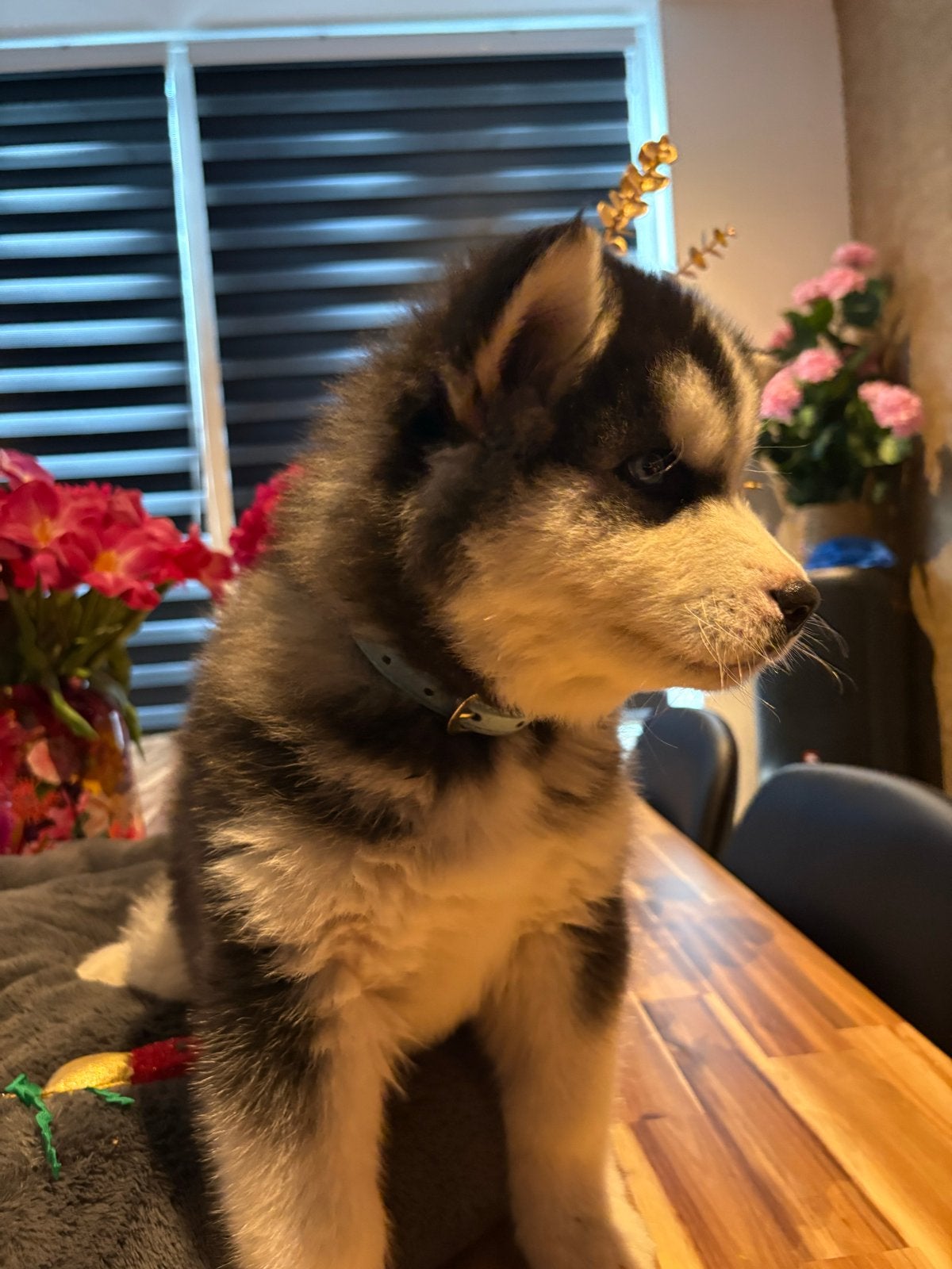 Schattige husky pups, Dieren en Toebehoren, Honden | Poolhonden, Keeshonden en Oertypen, Parvo, 8 tot 15 weken, Meerdere, Nederland