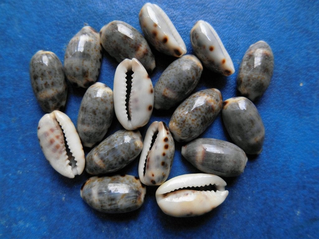 Schelpen: Cypraea listeri melvilli Hidalgo f++g 13-16mm, Verzamelen, Mineralen en Fossielen, Verzenden, Schelp(en)