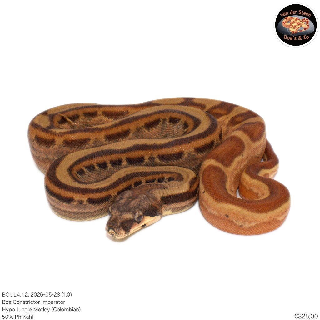 Boa Constrictor Imperator Litter 04 2026 Boa Constrictor photo 11