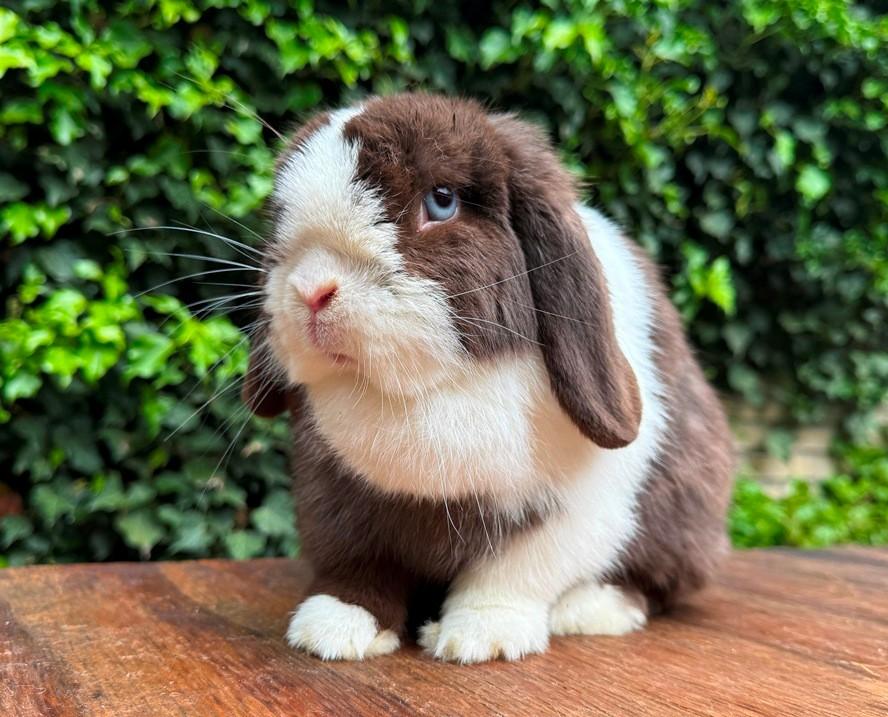 3 Prachtig mooie lieve MINILOP voedsters zoeken levensmaatje, Dieren en Toebehoren, Konijnen, Vrouwelijk, Klein, Hangoor, 0 tot 2 jaar