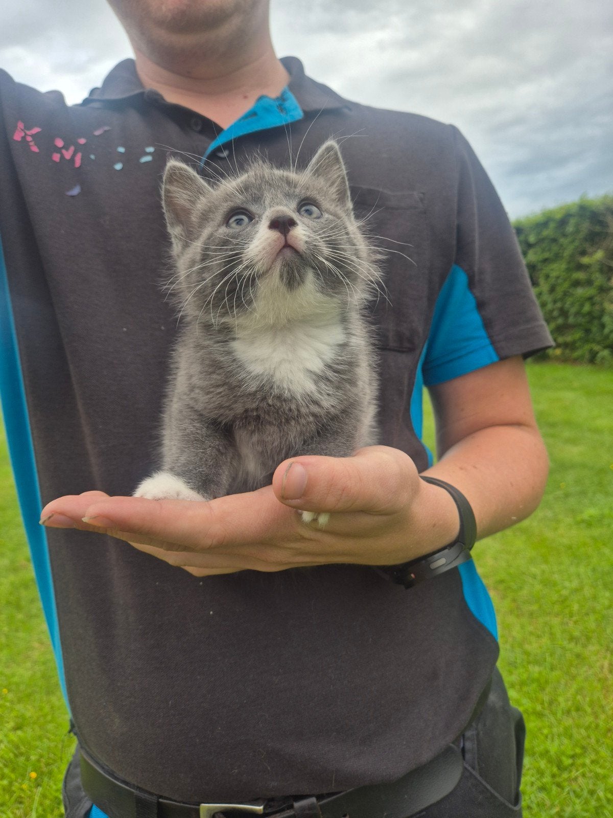 Kittens, Dieren en Toebehoren, Meerdere dieren, Ontwormd, 0 tot 2 jaar