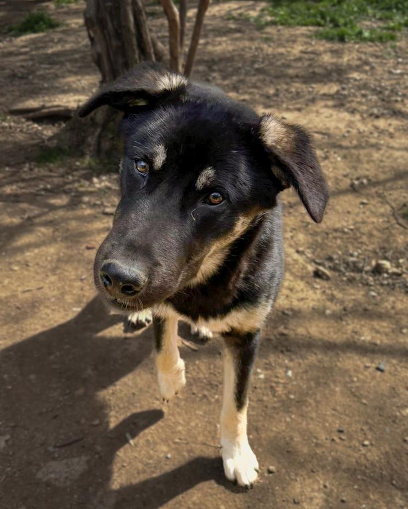Sparky – van angst naar een leven vol liefde, Particulier, 15 weken tot 1 jaar, Reu, Buitenland
