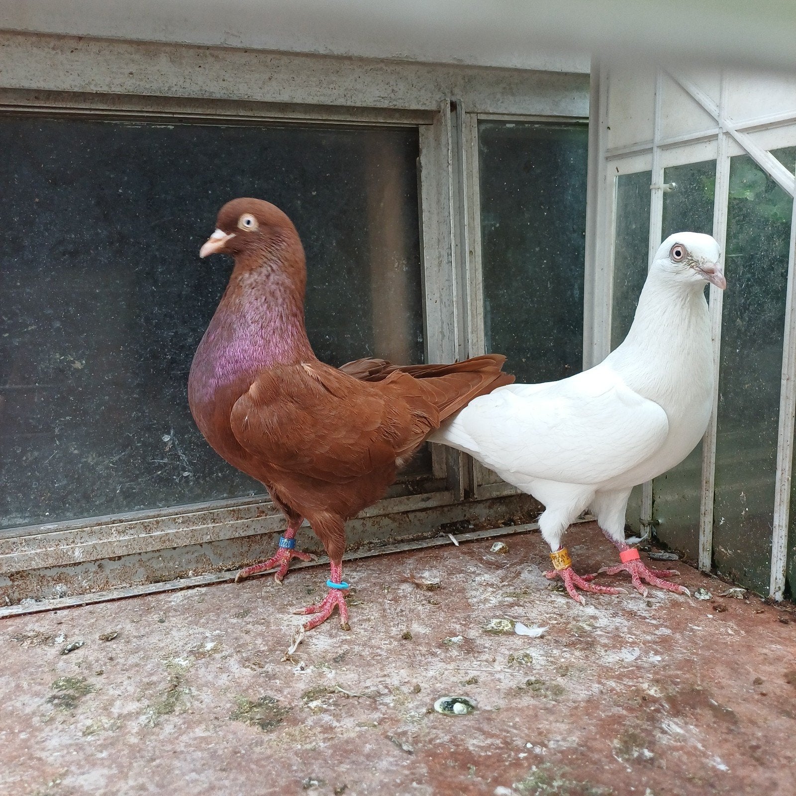 koppel hoogvliegers., Dieren en Toebehoren, Meerdere dieren, Overige soorten