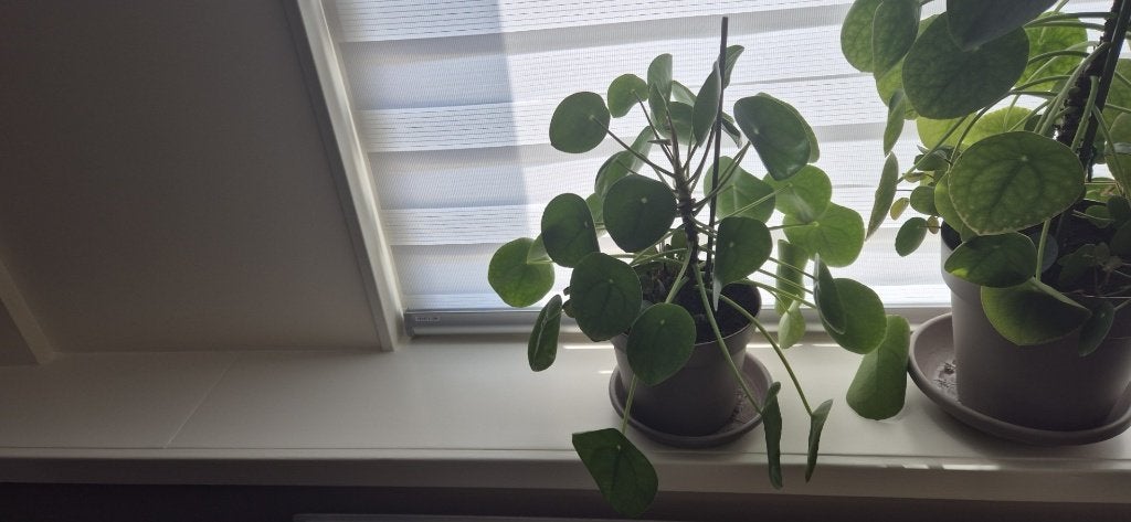 Pannenkoekplant, Overige soorten, Ophalen of Verzenden, In pot, Minder dan 100 cm