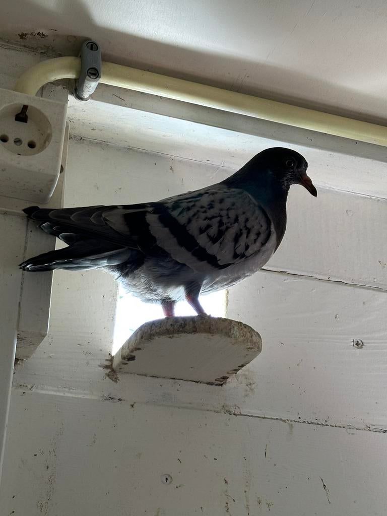Neurenbergsre leeuwering, Dieren en Toebehoren, Vogels | Duiven, Meerdere dieren, Overige soorten