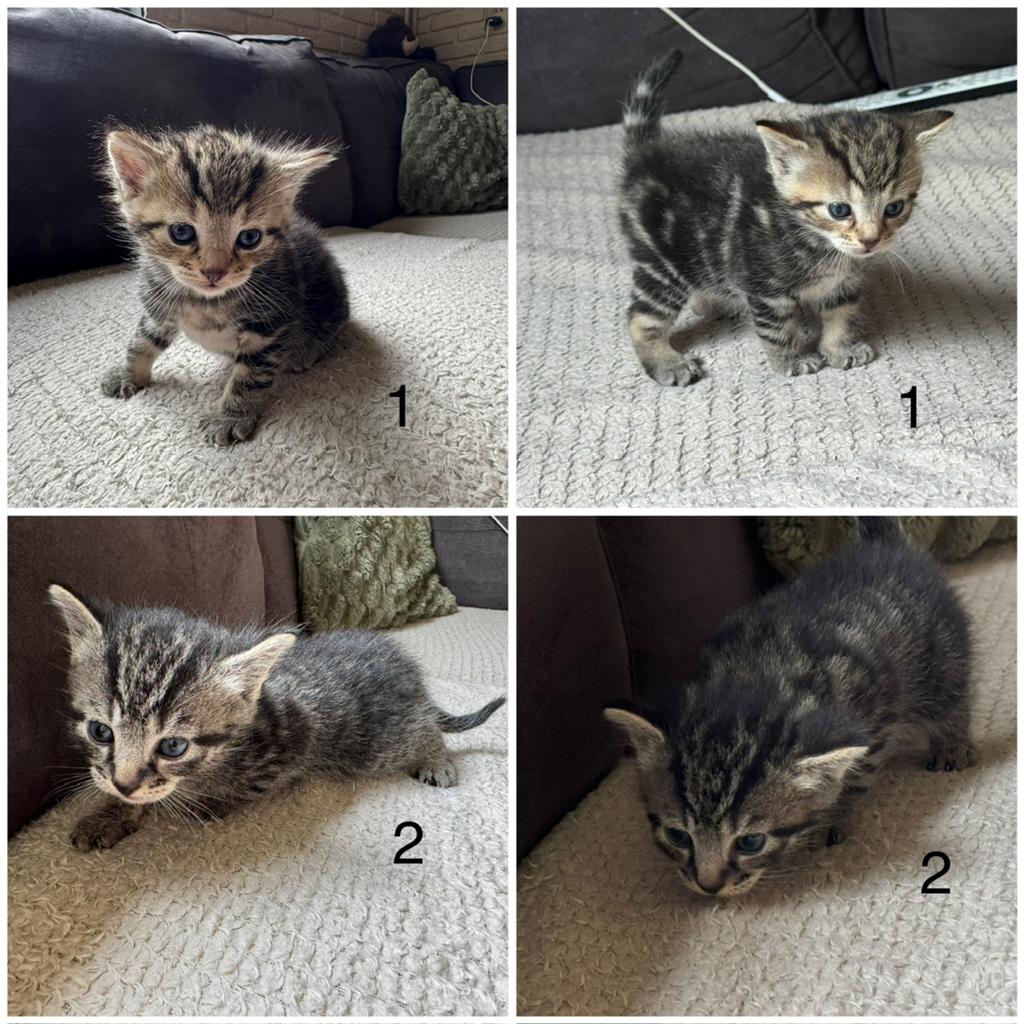 6 leuke mooie kittens!, Dieren en Toebehoren, Katten en Kittens | Overige Katten, Meerdere dieren