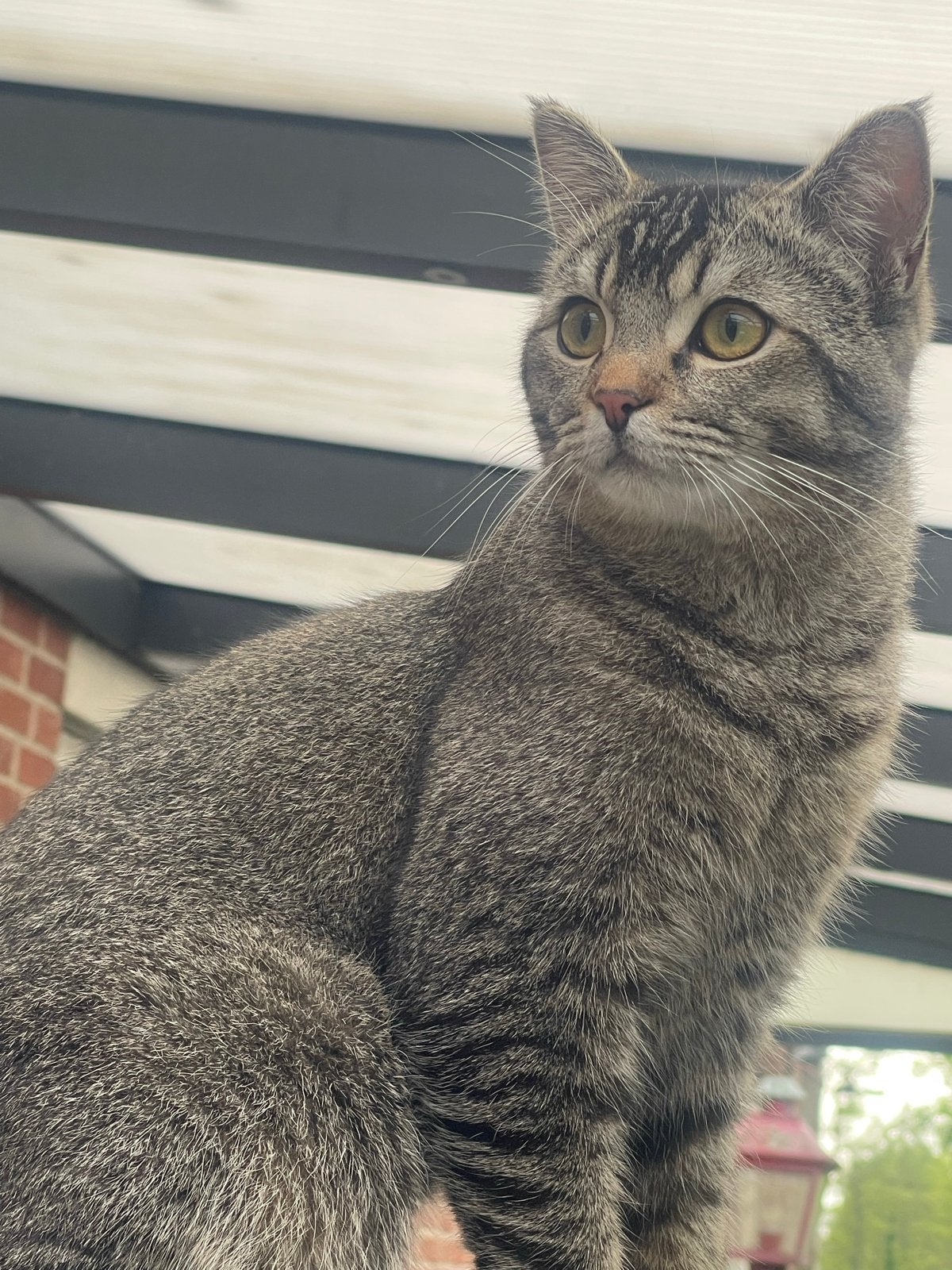Lieve kater Leo, 1 jaar en 4 maanden, Kater