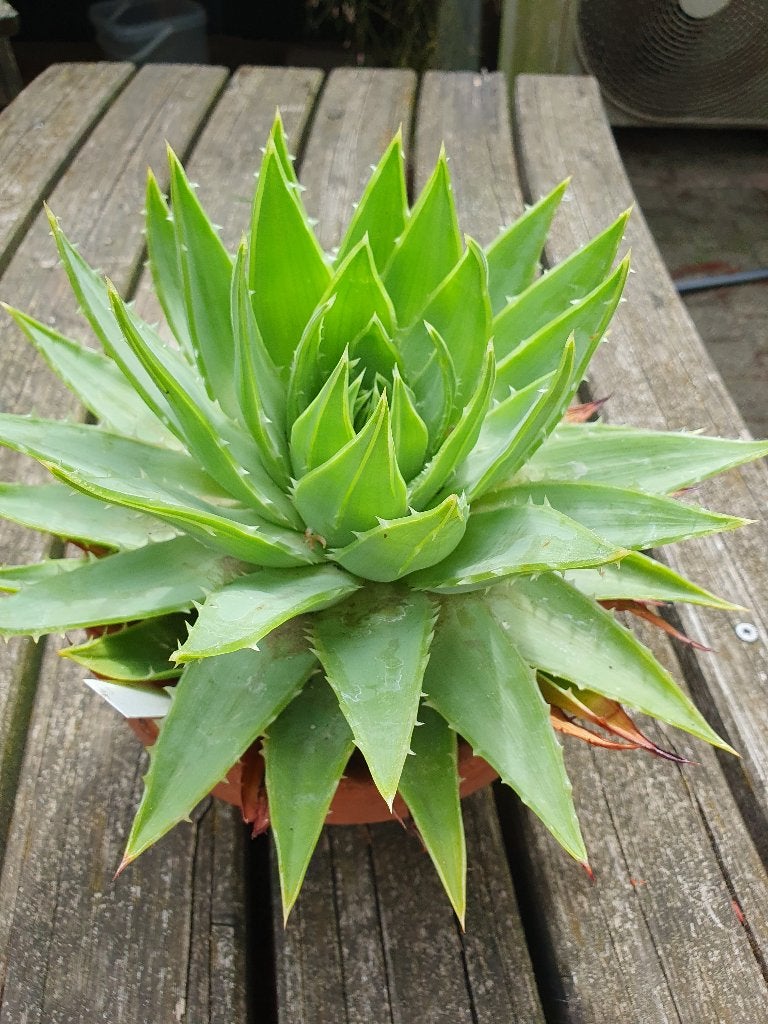 Aloe polyphylla, Ophalen of Verzenden, Overige soorten, Volle zon