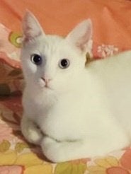 Fantastisch kater kitten gecastr./chip/getest/ingeent/10mnd, Dieren en Toebehoren, Kater, Kortharig, 0 tot 2 jaar