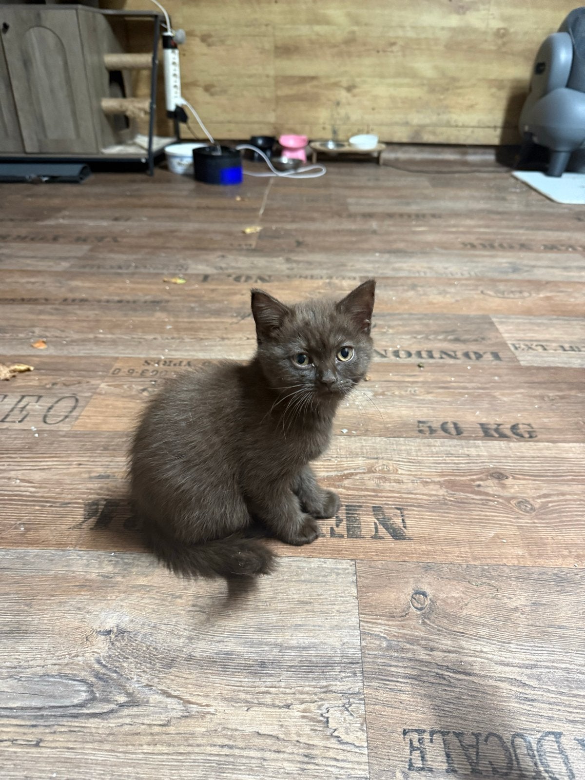 Siamese katten, Dieren en Toebehoren, Katten en Kittens | Overige Katten