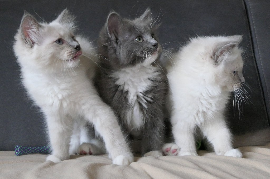 Lieve ragdoll katers met stamboom zoeken een liefdevol thuis, Dieren en Toebehoren, Katten en Kittens | Raskatten | Langhaar, Meerdere dieren