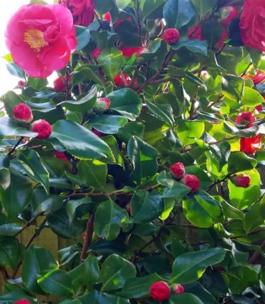 Roze Camellia - Prachtige bloeiende struik, Tuin en Terras, Planten | Tuinplanten, Vaste plant, Halfschaduw, Winter, Ophalen