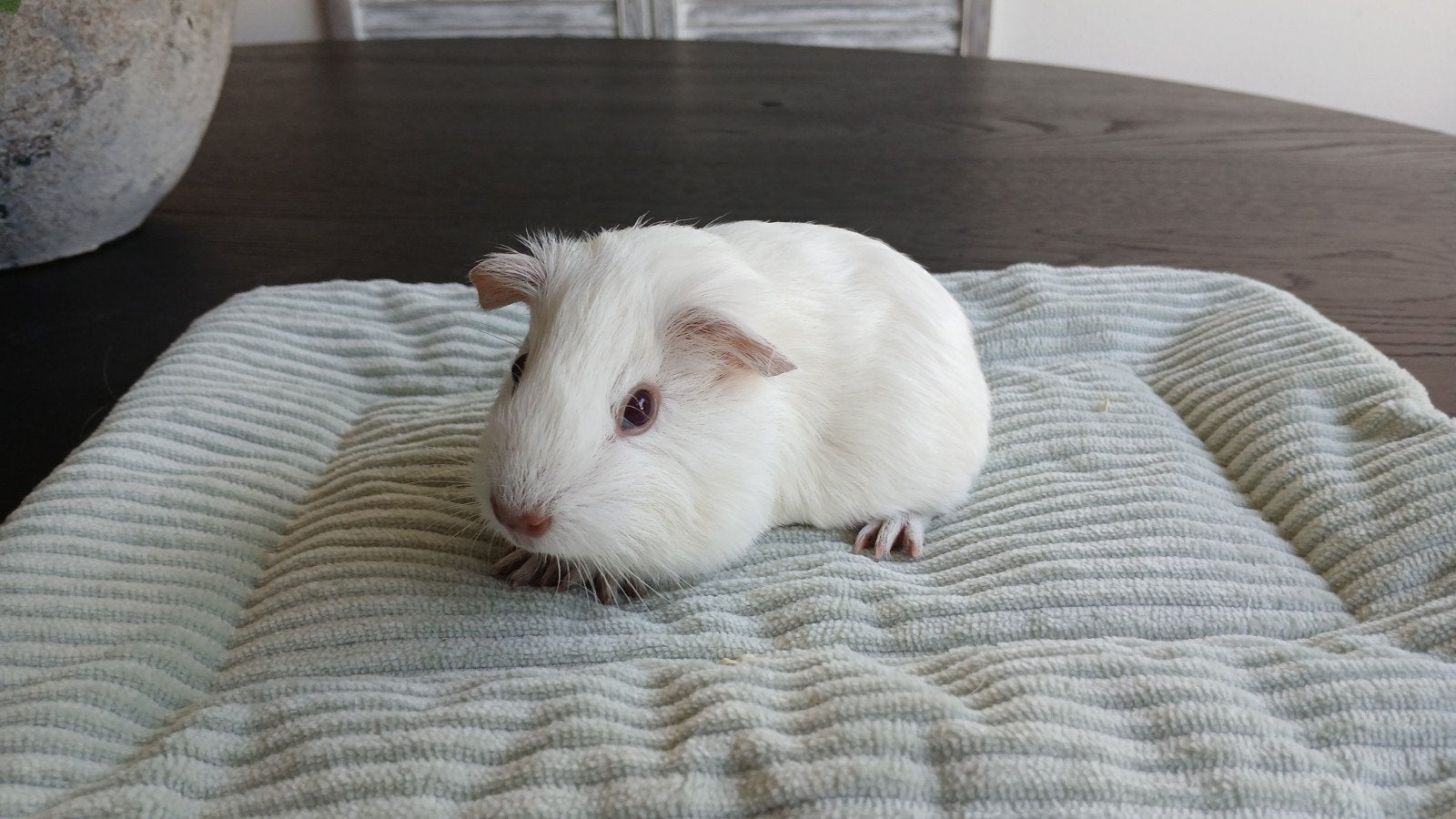 California cavia beertje, Dieren en Toebehoren, September, Mannelijk, Cavia