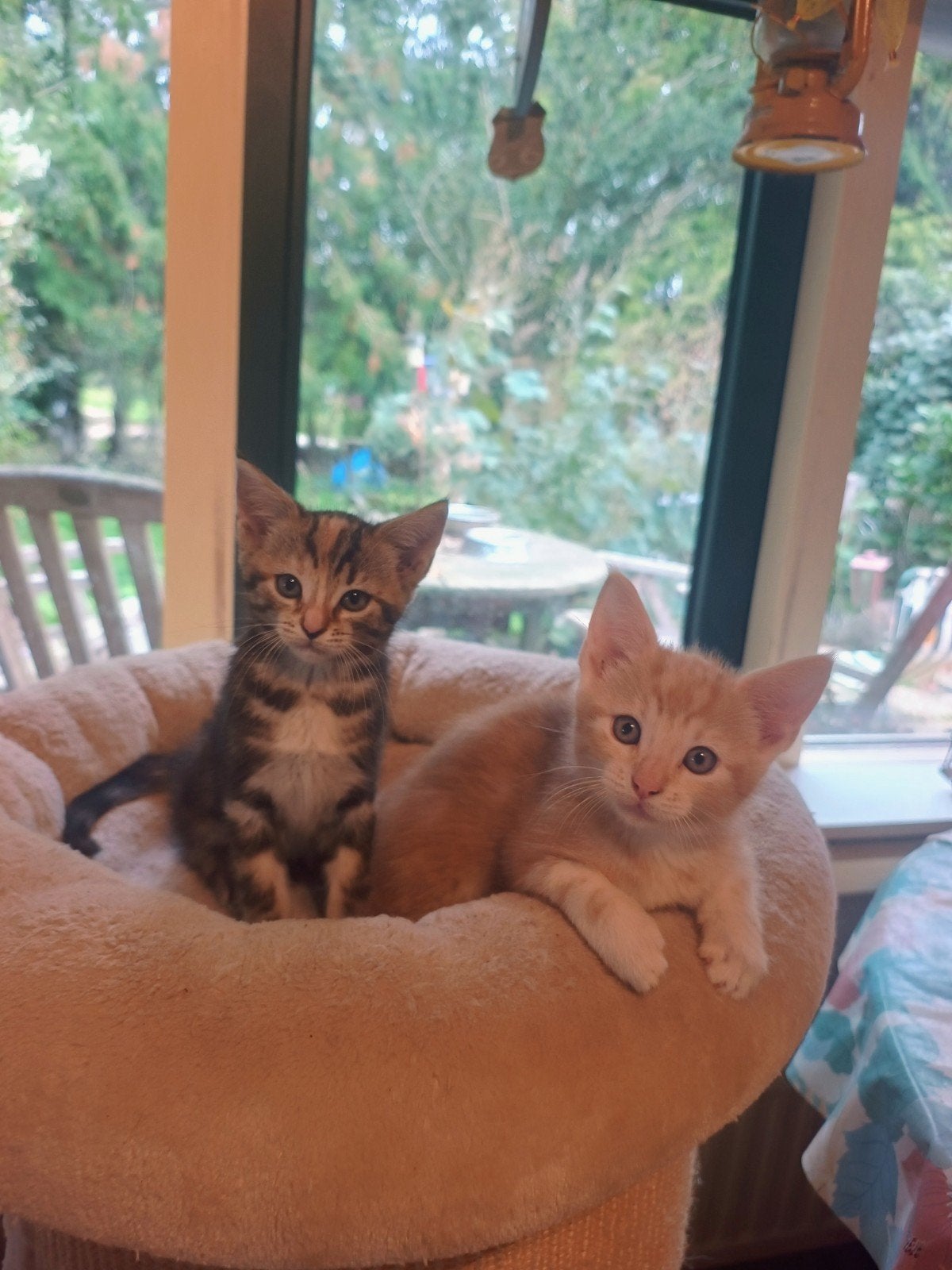 kitten kruising